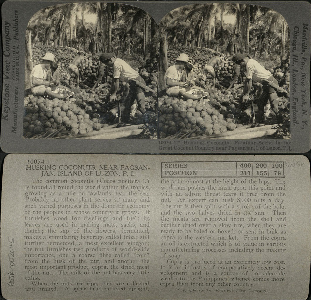 Husking Coconuts – Familiar Scene in the Great Coconut Country near Pagsanjan, I. of Luzon, P. I.